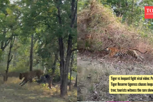 Tiger vs leopard fight viral video: Pench Tiger Reserve tigeress chases leopard up tree; tourists witness the rare showdown