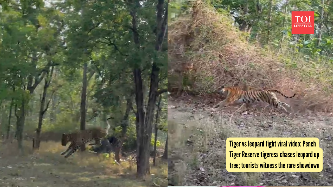 Tiger vs leopard fight viral video: Pench Tiger Reserve tigeress chases leopard up tree; tourists witness the rare showdown