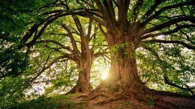 Trees have a hidden climate superpower: They keep absorbing carbon long after growth stops |
