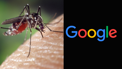 What is Wolbachia: The Google-backed bacteria behind 32 million mosquitoes fighting dengue and malaria |