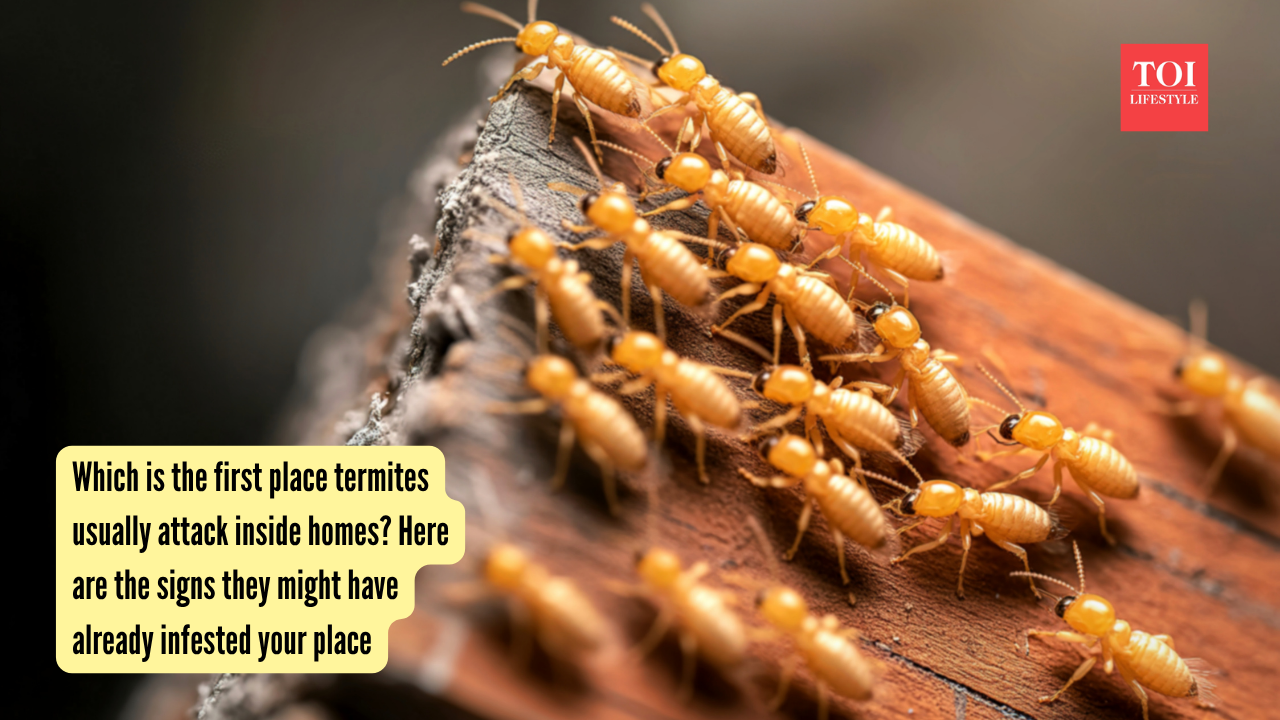Which is the first place termites usually attack inside homes? Here are the signs they might have already infested your place |