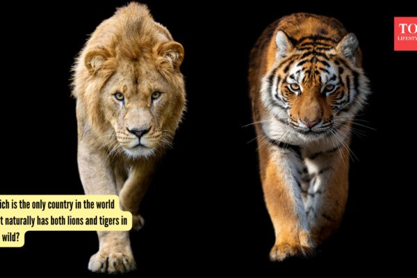 Which is the only country in the world that naturally has both lions and tigers in the wild? |