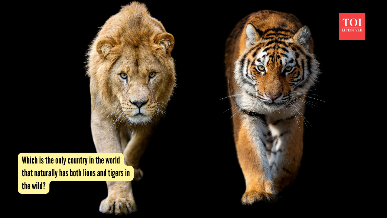Which is the only country in the world that naturally has both lions and tigers in the wild? |