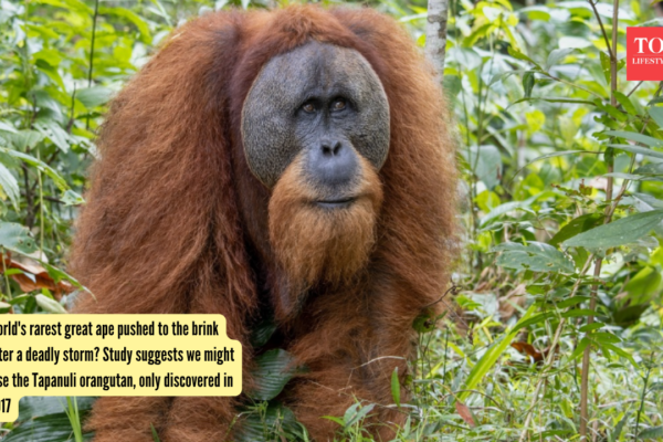 Tapanuli Orangutan: World's rarest great ape pushed to the brink after a deadly storm? Study suggests we might lose the Tapanuli orangutan, only discovered in 2017