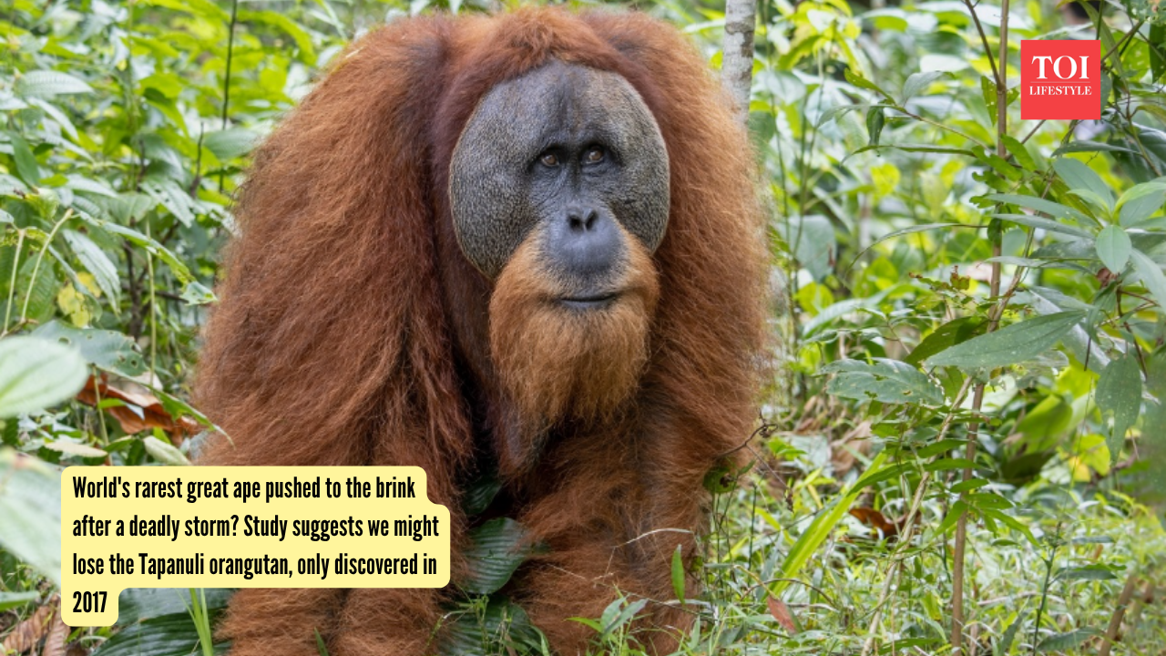 Tapanuli Orangutan: World's rarest great ape pushed to the brink after a deadly storm? Study suggests we might lose the Tapanuli orangutan, only discovered in 2017