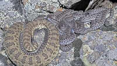Scientists have debunked the long-repeated myth that baby rattlesnakes are more dangerous than adults, finding that adult rattlesnakes usually deliver more venom and cause more serious bites