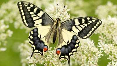 It has bright yellow wings and looks familiar, but this rare British butterfly is unlike any other, DNA reveals