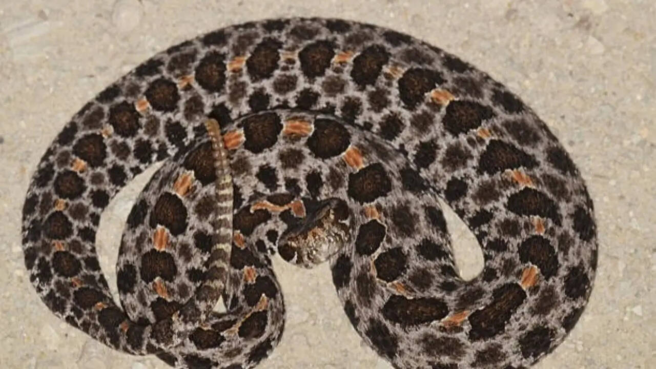 Snakes of Florida: 8 Species you're most likely to encounter and how to identify them