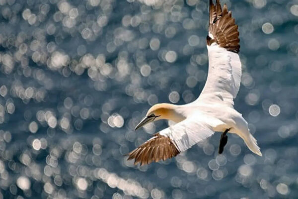 7 Birds that can sleep while flying: Nature's most remarkable aerial survivors