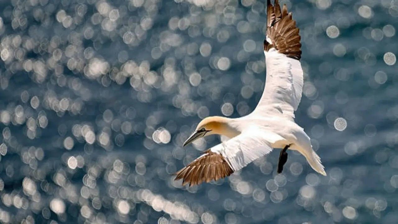 7 Birds that can sleep while flying: Nature's most remarkable aerial survivors