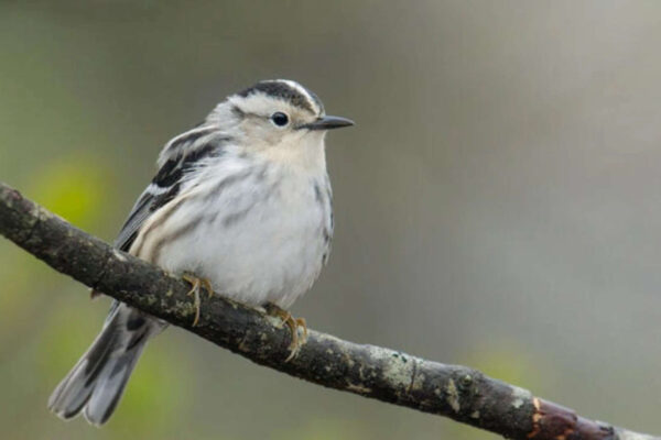 Canadian wildfire smoke linked to fewer sightings of 40 bird species in New York