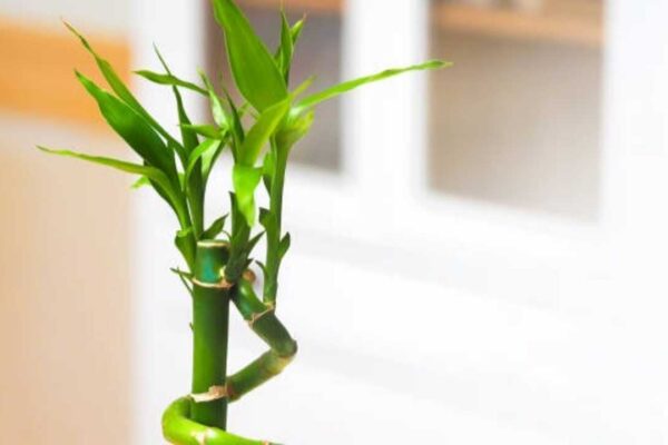 How to grow and care for lucky bamboo: An easy step-by-step guide for beginners