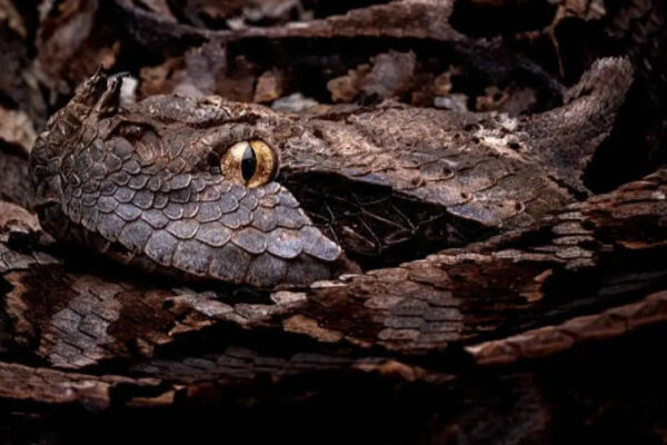 Snakes that look like dry leaves and twigs: Nature's most convincing disguise artists