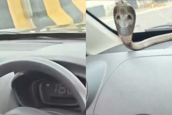 Venomous cobra found inside moving car on Ghaziabad elevated road; Dramatic rescue goes viral |
