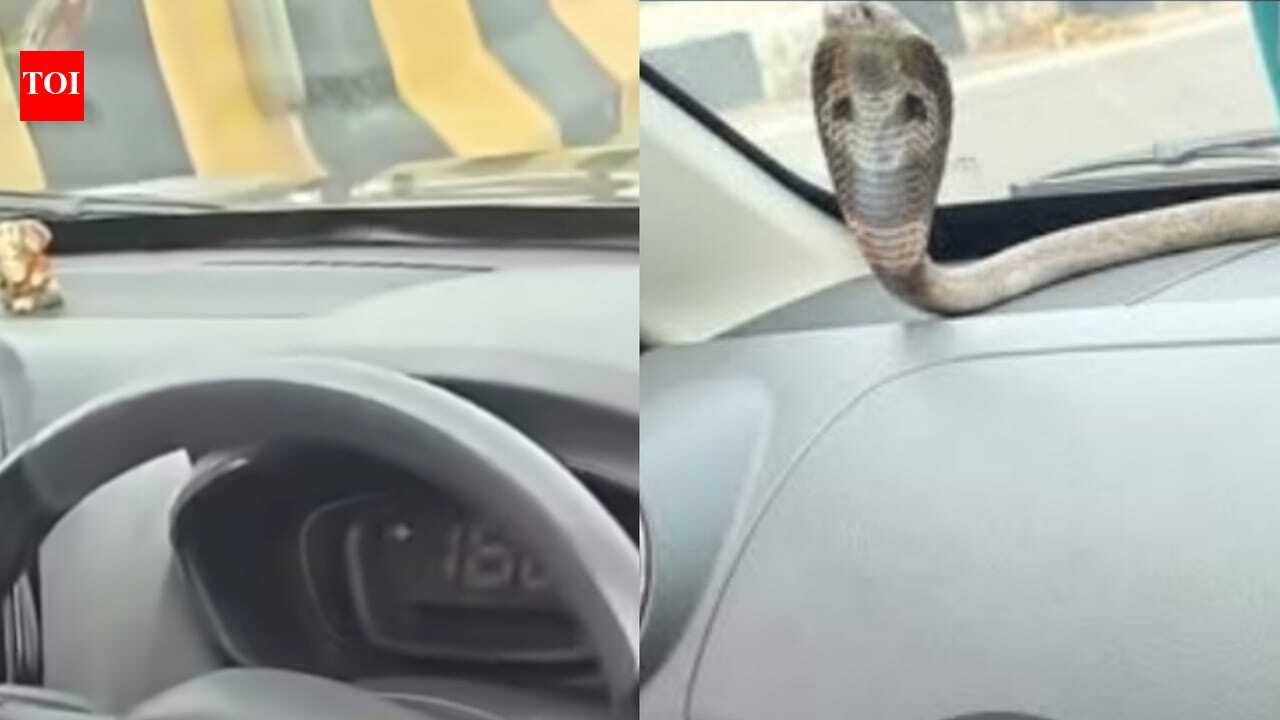 Venomous cobra found inside moving car on Ghaziabad elevated road; Dramatic rescue goes viral |