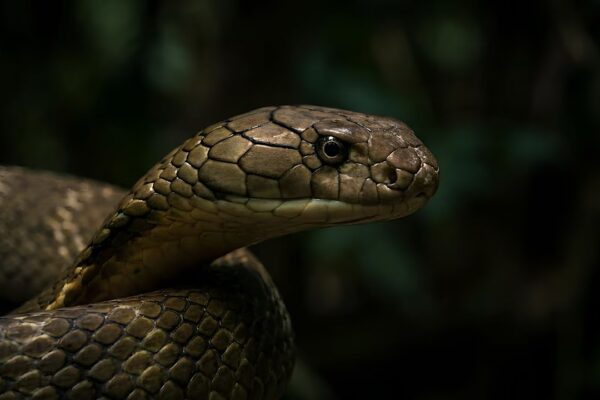 Inside a king cobra nest: How the world’s longest venomous snake builds a home unlike any other |