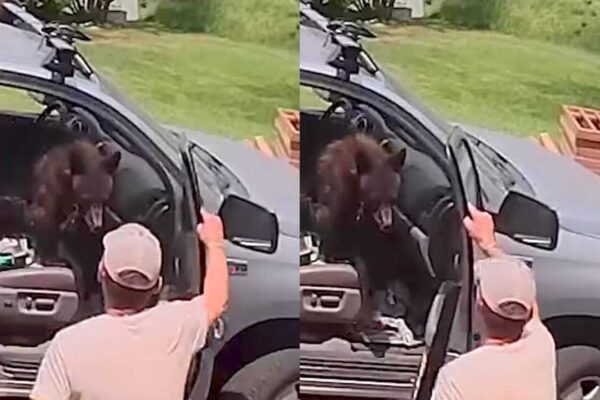 Man opens truck door to find a bear sitting in the front seat; what he did next leaves internet amazed |