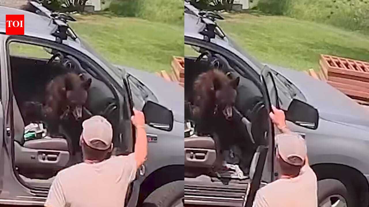 Man opens truck door to find a bear sitting in the front seat; what he did next leaves internet amazed |