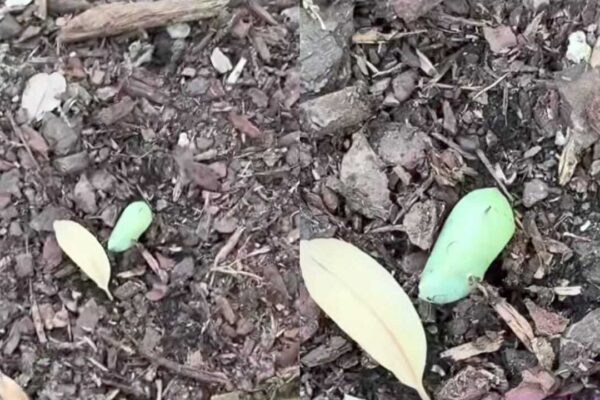 Chrysalis Discovery: Woman spots a strange green lump in her garden—What she discovers next leaves nature lovers amazed