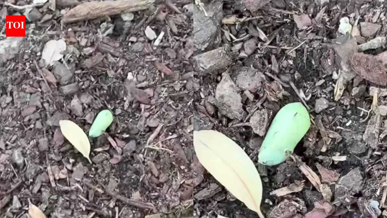 Chrysalis Discovery: Woman spots a strange green lump in her garden—What she discovers next leaves nature lovers amazed