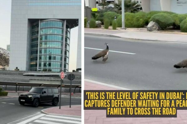 'This is the level of safety in Dubai': Man captures Defender waiting for a peacock family to cross the road |
