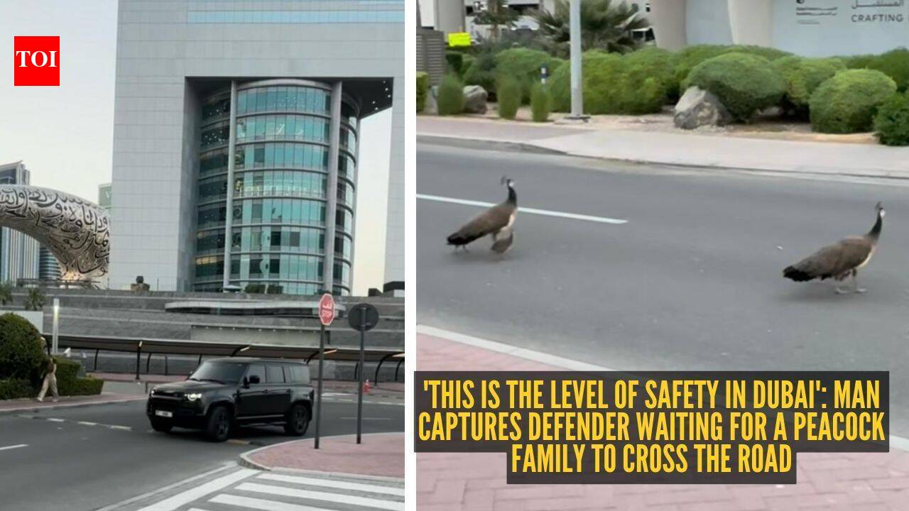 'This is the level of safety in Dubai': Man captures Defender waiting for a peacock family to cross the road |