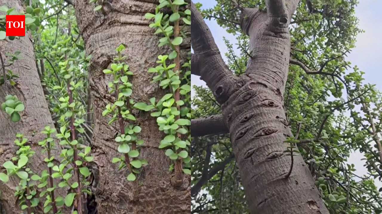 Giant Jade Plant: Is this a giant jade plant? A viral 100-year-old succulent from Australia has the internet divided