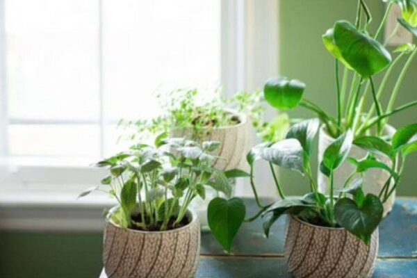 How to grow indoor plants without direct sunlight: Easy tips to keep your houseplants healthy