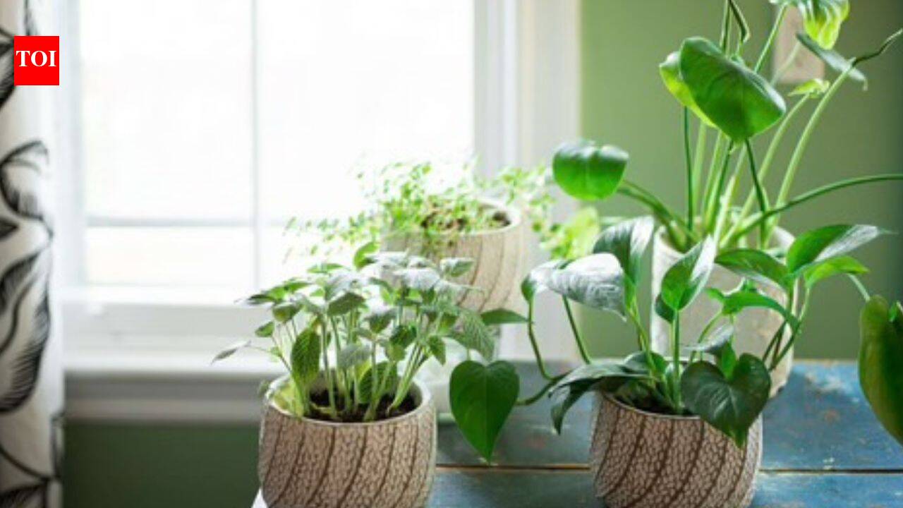 How to grow indoor plants without direct sunlight: Easy tips to keep your houseplants healthy