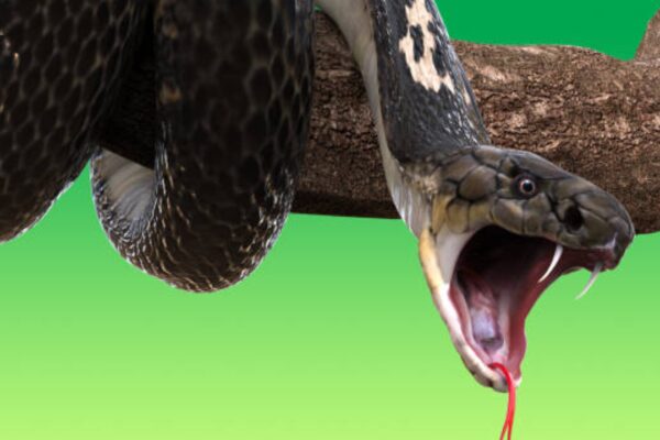 Wife sucked venom from cobra-bitten husband to save him, but ended up poisoned too; doctors warn against this dangerous snakebite myth