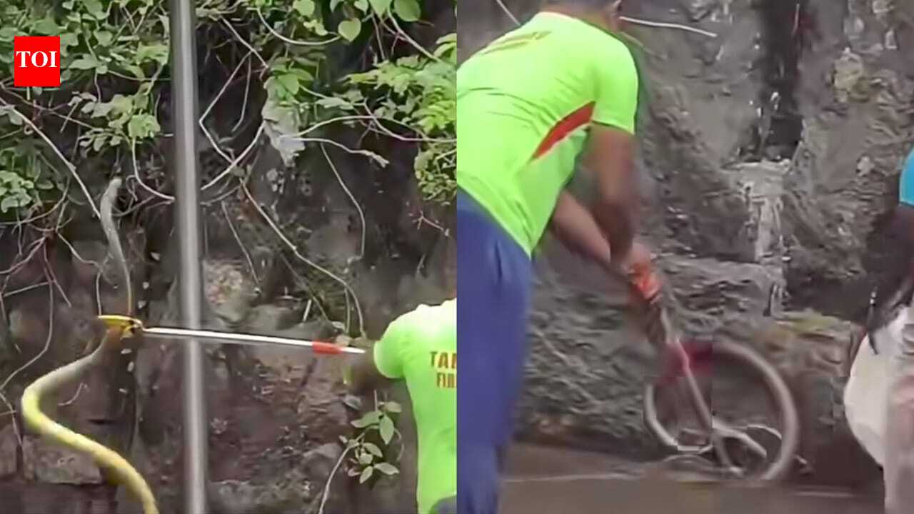 Courtallam Falls Snake Incident: Snake scare at Courtallam falls leaves tourists stunned, visitors seen running around pushing each other as snake slithers nearby; rescue video goes viral