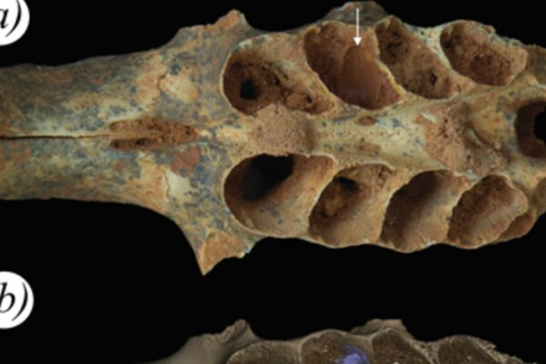 Ancient bees, 20,000 years ago, built nests inside the tooth sockets of fossilized animal jaws: Scientists discover first known case of bees using bone as a nursery |