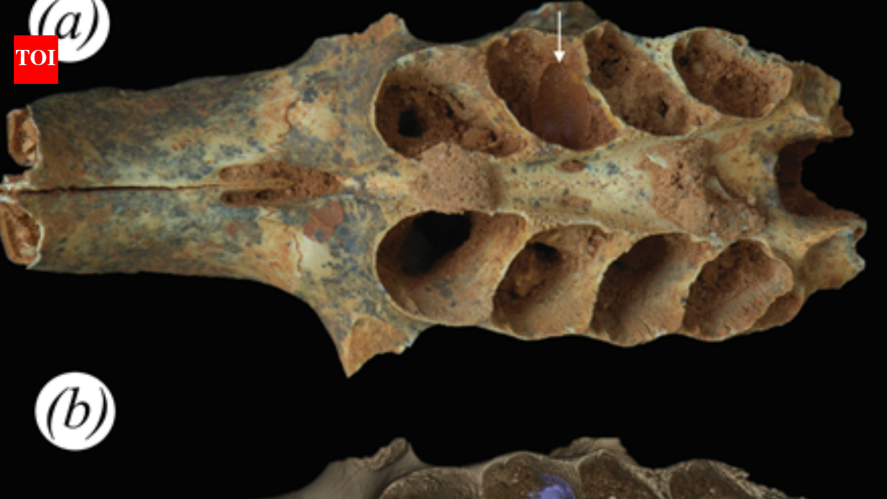 Ancient bees, 20,000 years ago, built nests inside the tooth sockets of fossilized animal jaws: Scientists discover first known case of bees using bone as a nursery |