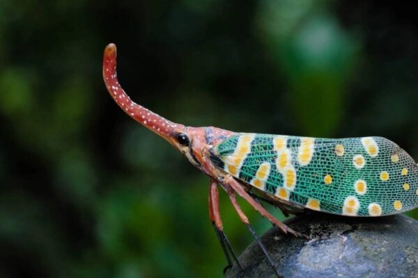 Earth could have over 20 million insect species, leaving most still unknown to science
