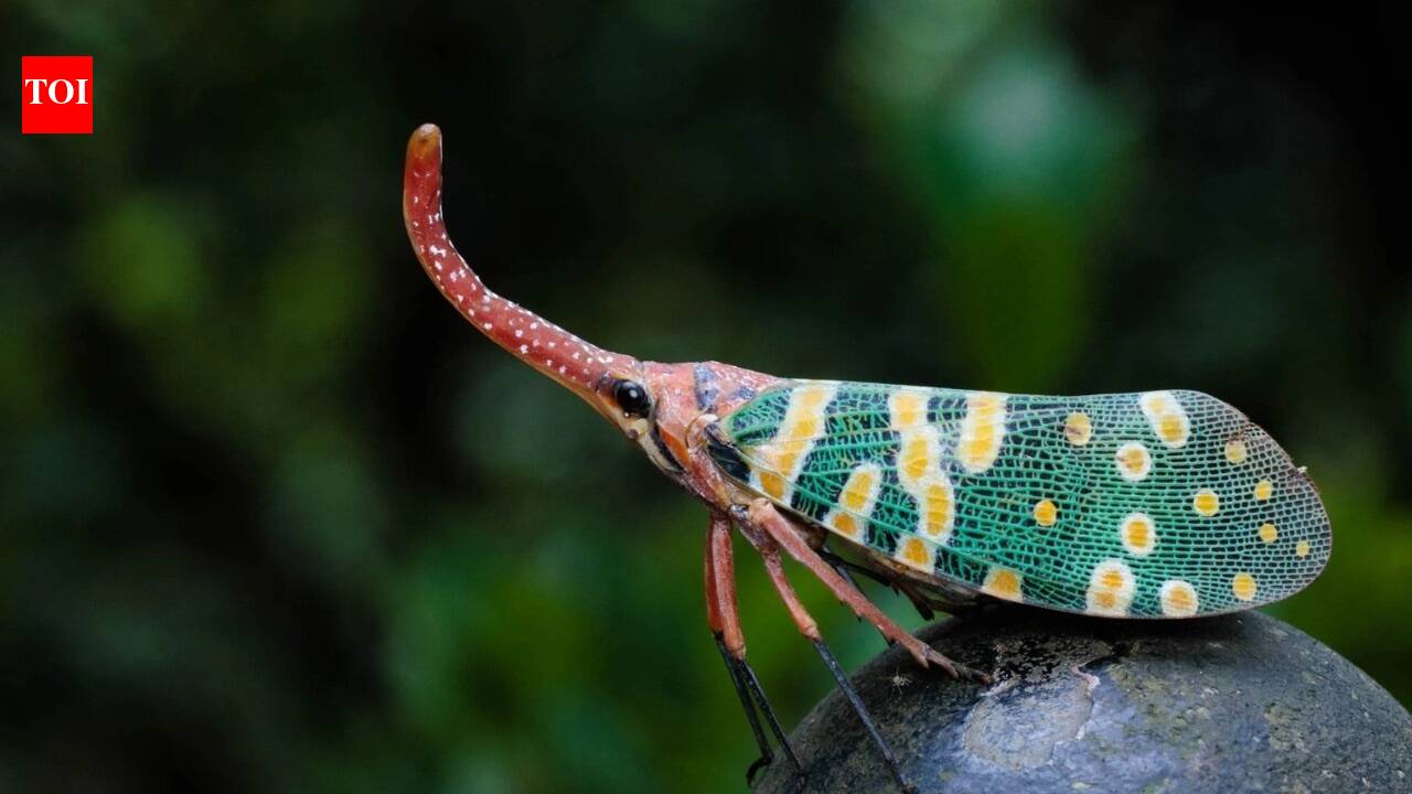 Earth could have over 20 million insect species, leaving most still unknown to science