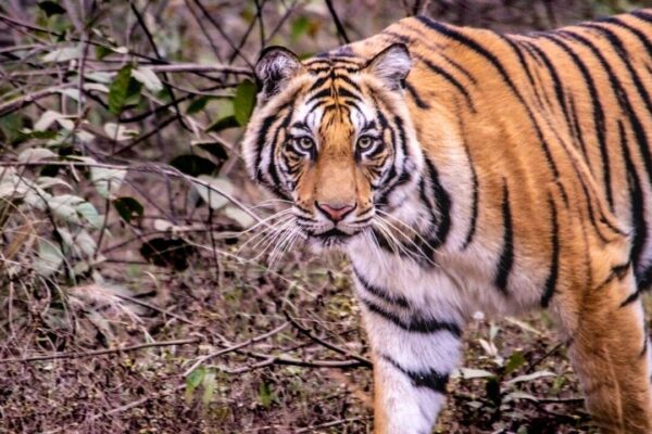 Tiger attacks snake in Corbett: Video of predators goes viral on internet; viewers say, 'expect the unexpected' |