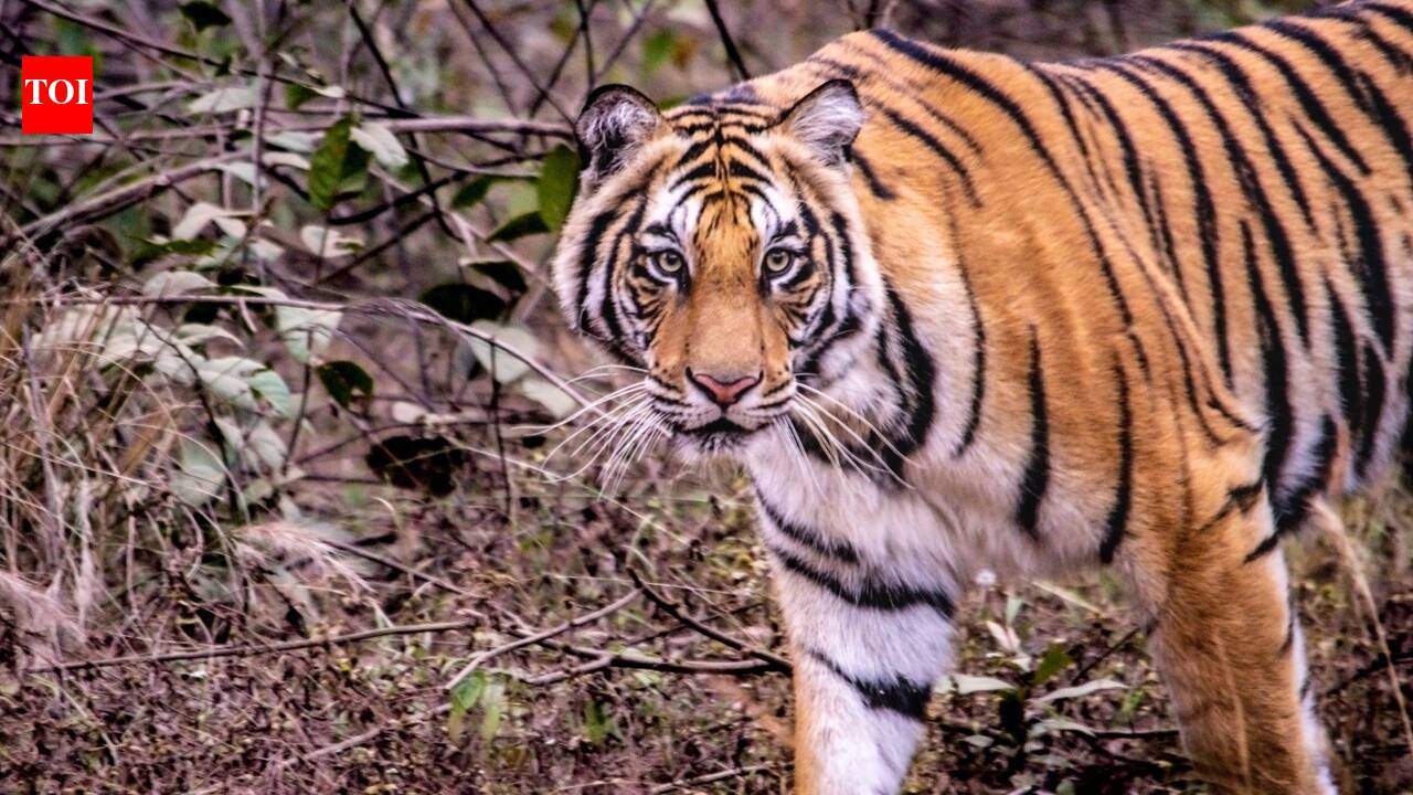 Tiger attacks snake in Corbett: Video of predators goes viral on internet; viewers say, 'expect the unexpected' |