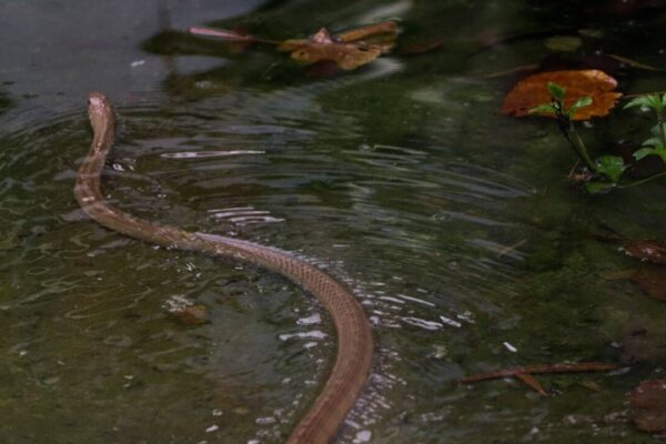 900 snakes escape from South China's village farm after devastating floods: Residents panic as snakebites reported |