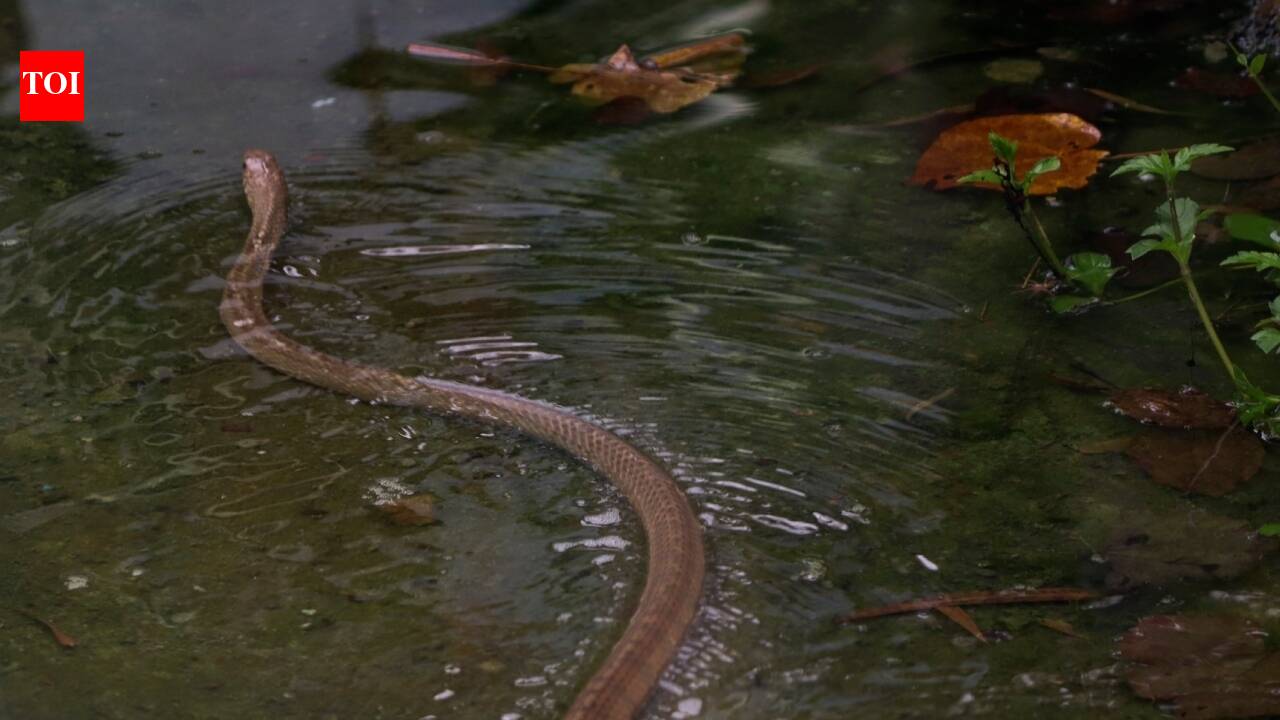 900 snakes escape from South China's village farm after devastating floods: Residents panic as snakebites reported |