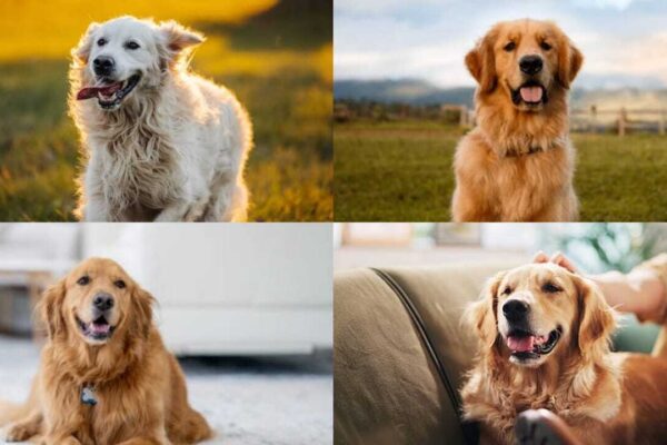 Golden Retriever Nicknames: 7 cool nicknames for your pet Golden Retriever |