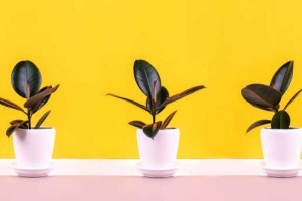 Identical Houseplants: Same plant, different results? Here's why identical houseplants thrive in one home but struggle in another