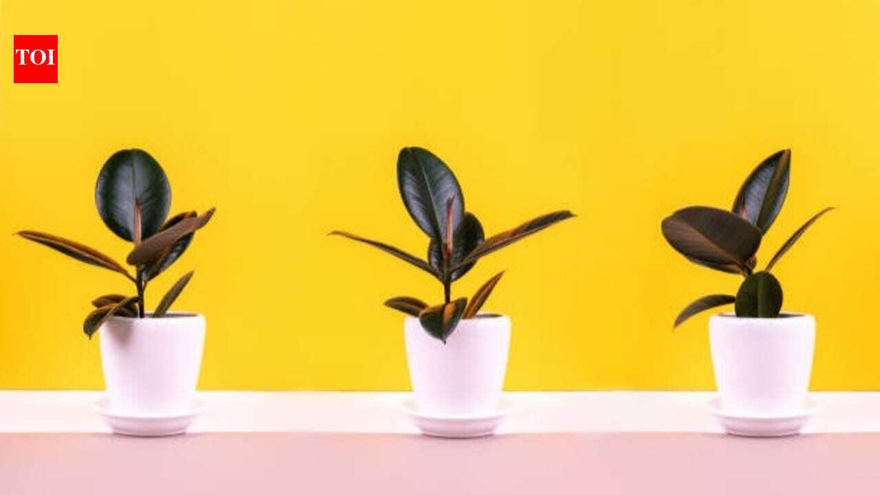 Identical Houseplants: Same plant, different results? Here's why identical houseplants thrive in one home but struggle in another