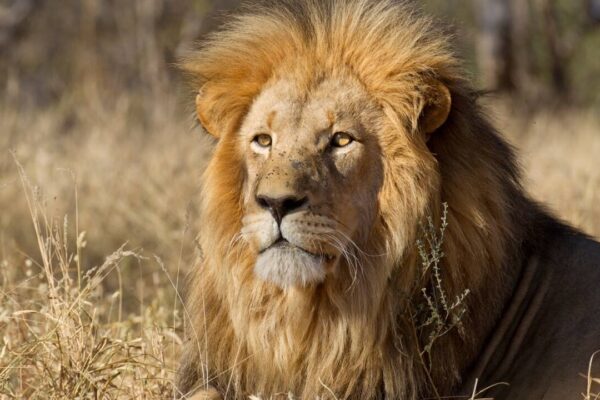Animals fear humans more than lions; study suggests impact of 'superior predator': 'It shows we really are terrifying to animals' |