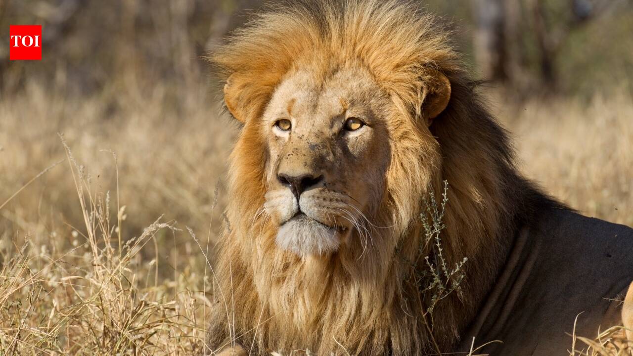 Animals fear humans more than lions; study suggests impact of 'superior predator': 'It shows we really are terrifying to animals' |