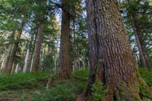 Ancient Forests: Why tall and short trees can thrive side by side in ancient forests, according to science