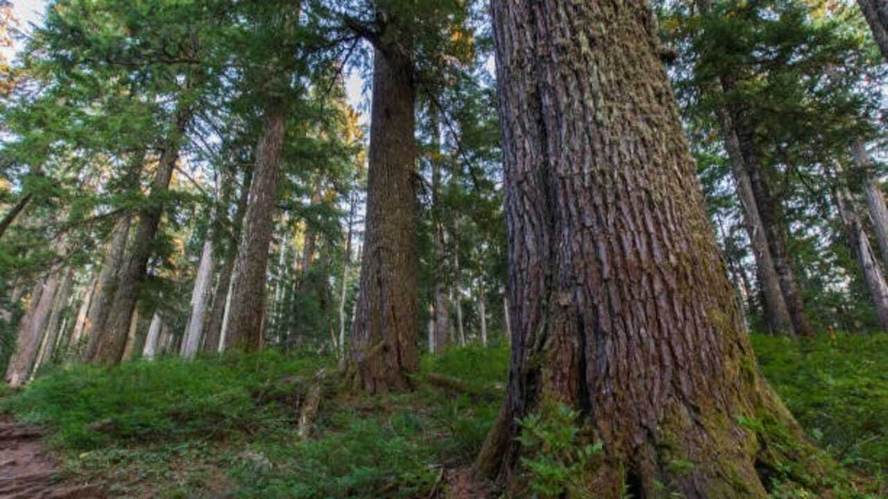 Ancient Forests: Why tall and short trees can thrive side by side in ancient forests, according to science