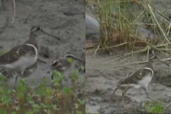 Greater Painted-Snipe: Rare bird spotted with chicks in Corbett Tiger Reserve; Conservationists hail it as a positive sign
