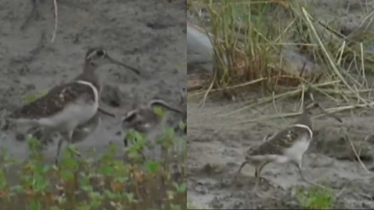 Greater Painted-Snipe: Rare bird spotted with chicks in Corbett Tiger Reserve; Conservationists hail it as a positive sign