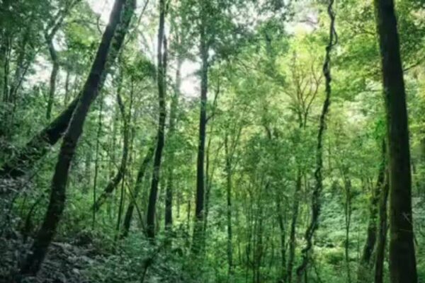 India’s forgotten forests you’ve probably never heard of |