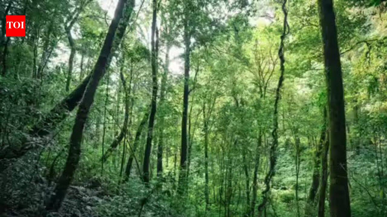 India’s forgotten forests you’ve probably never heard of |